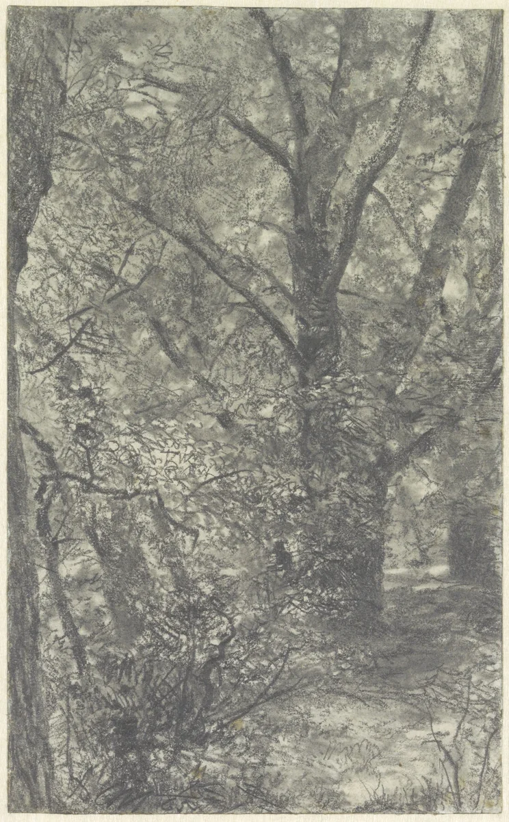 Gezicht in het bos, op een bospad, langs een wijdvertakte oude boom by Adolph Menzel, drawing, 1865