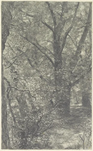 Gezicht in het bos, op een bospad, langs een wijdvertakte oude boom by Adolph Menzel, drawing, 1865