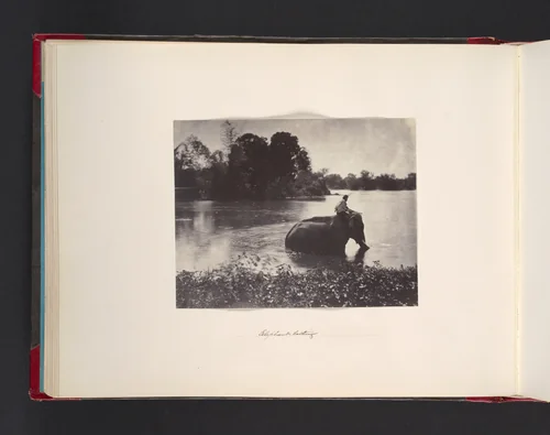 Elephant Bathing by John Thomson, photograph, 1865