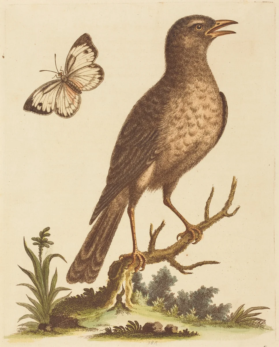 Brown Bird with a Butterfly by George Edwards, print, 1694-1773