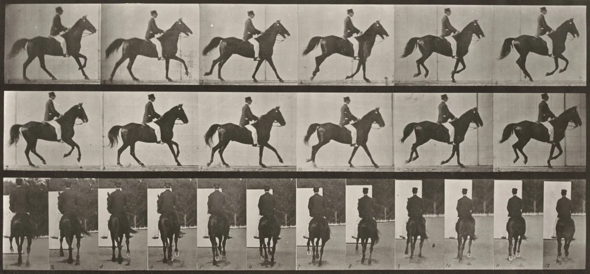 Plate Number 619. "Middleton" cantering, saddled by Eadweard Muybridge, photograph, 1887