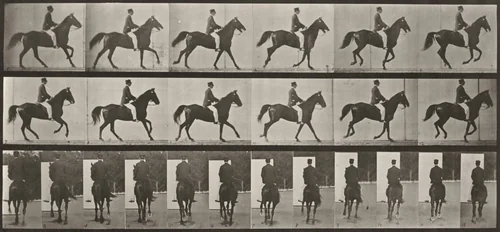 Plate Number 619. "Middleton" cantering, saddled by Eadweard Muybridge, photograph, 1887