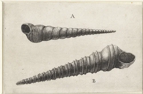 Schelpen, turritella terebra (A) en turritella duplicata (B) by Wenceslaus Hollar, print, 1644-1652