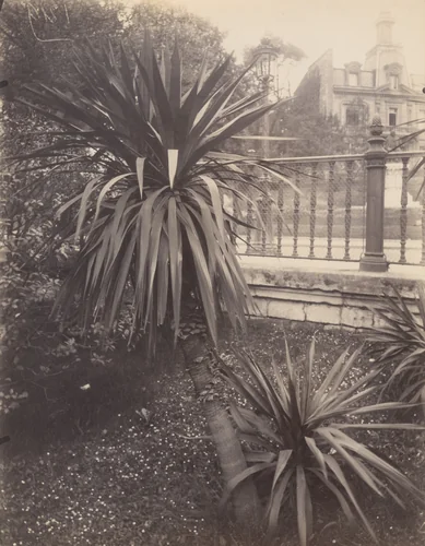 Plantes by Eugène Atget, photograph, 1923