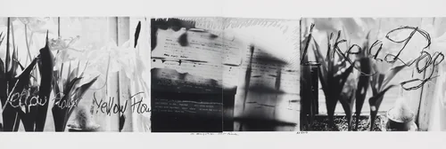 Yellow Flower--Like a Dog by Robert Frank, photograph, 1992