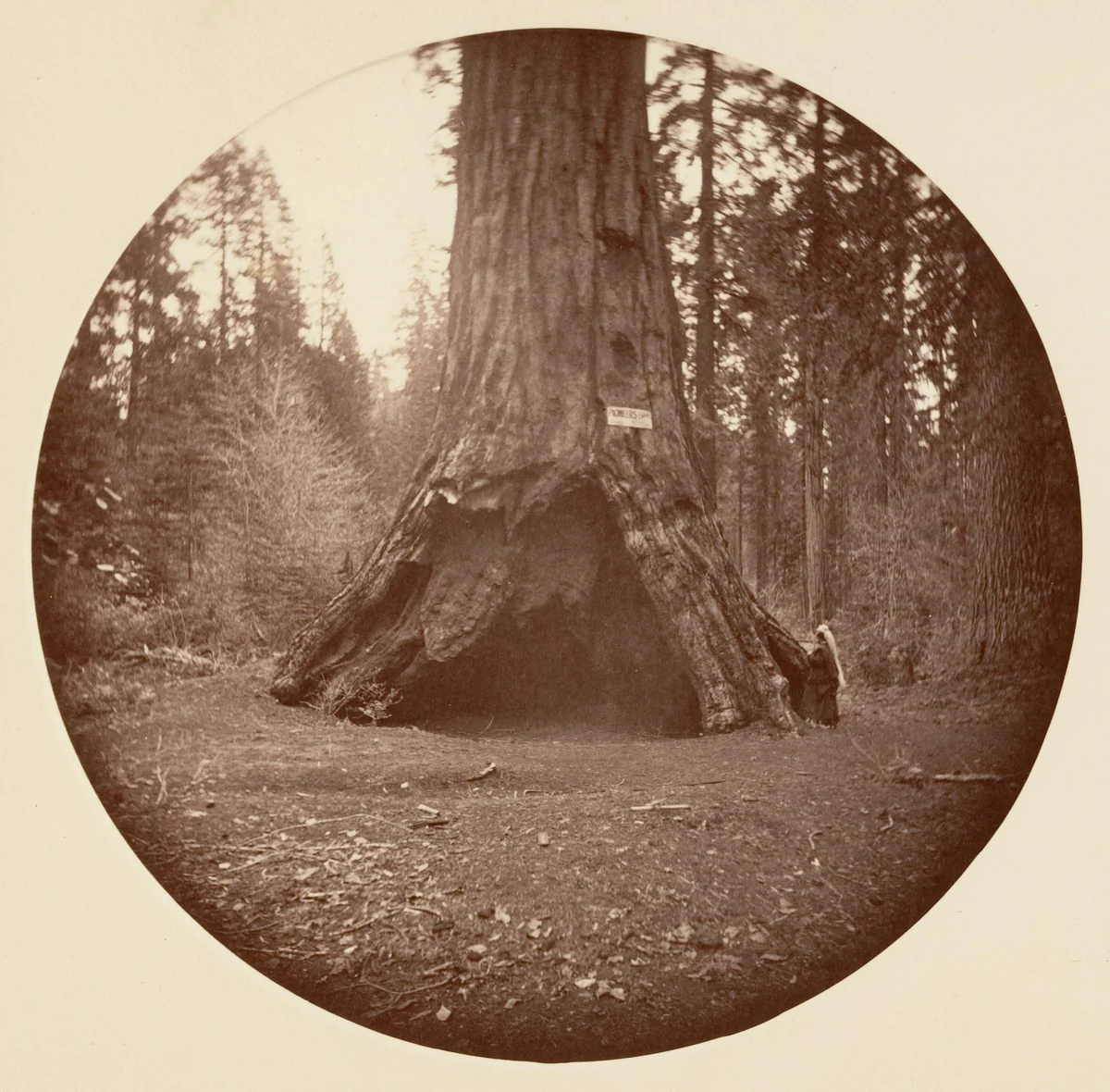 Pioneers Cabin - Calaveras Grove by Carleton E. Watkins, photograph, 1876-1880