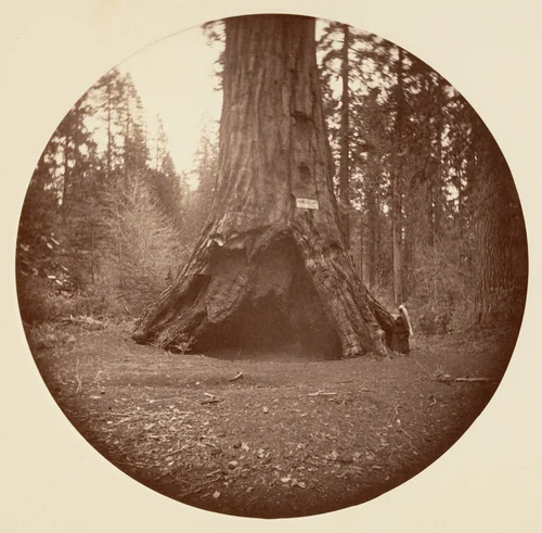 Pioneers Cabin - Calaveras Grove by Carleton E. Watkins, photograph, 1876-1880