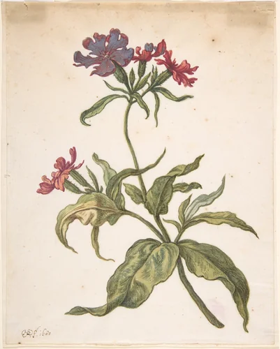 Study of a red catchfly (Lychnis hirsuta) by Herman Saftleven II, drawing, 1680