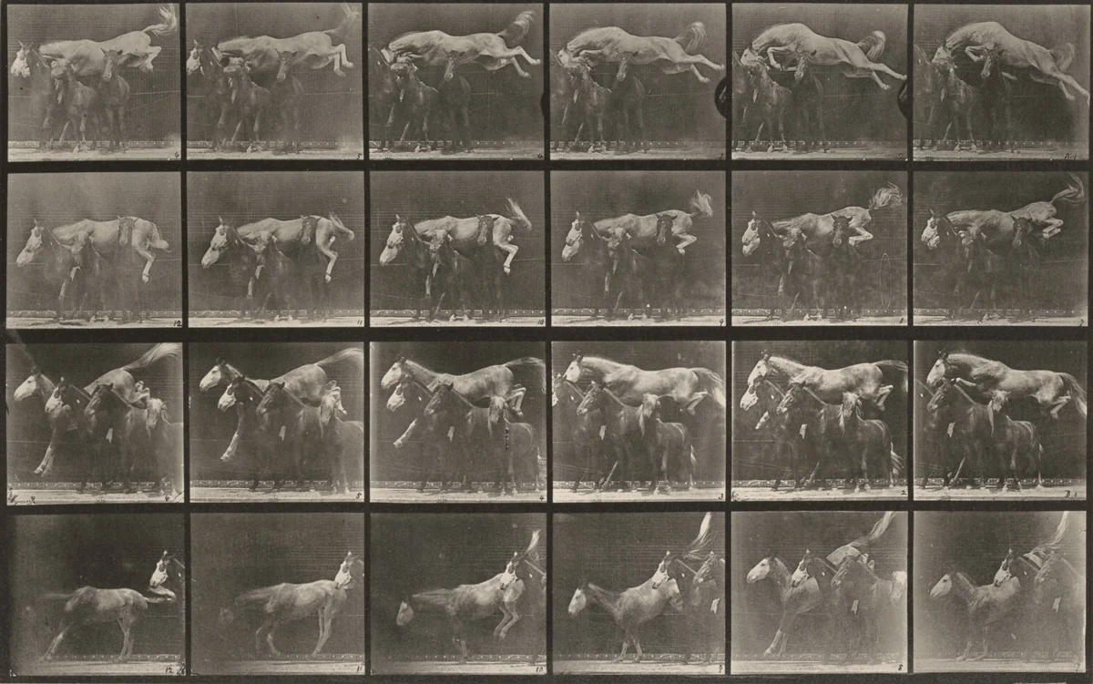Plate Number 648. "Hornet" jumping over three horses by Eadweard Muybridge, photograph, 1887