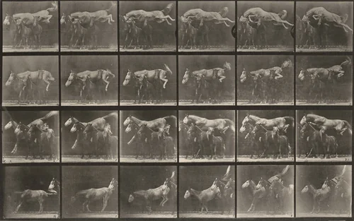 Plate Number 648. "Hornet" jumping over three horses by Eadweard Muybridge, photograph, 1887