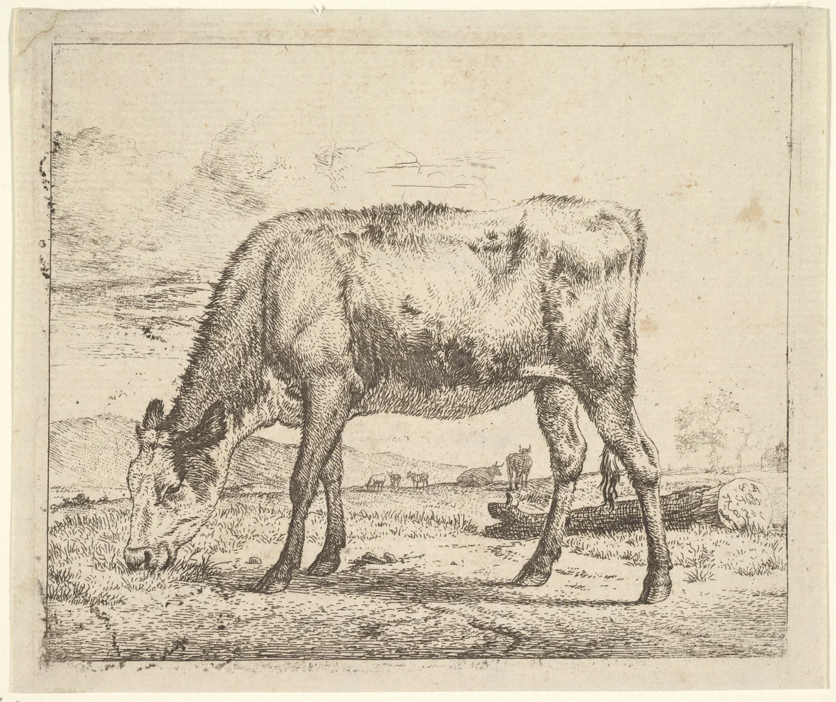 Grazing Calf, plate 8 from "Different Animals" by Adriaen van de Velde, print, 1658