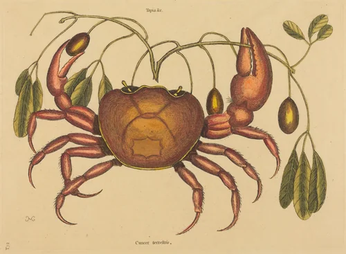 The Land-crab (Cancer ruricola) by Mark Catesby, print, 1731-1743