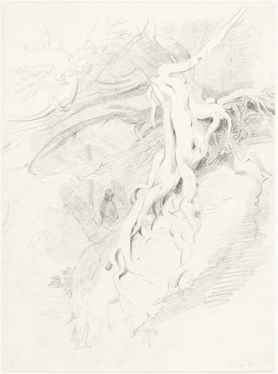 The Yew at Clifton by Thales Fielding, drawing, 1793-1837