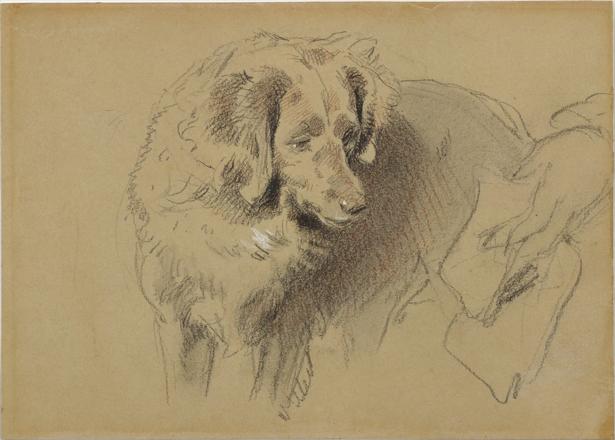 Study of a dog by Edwin Henry Landseer, drawing, 1820-1873
