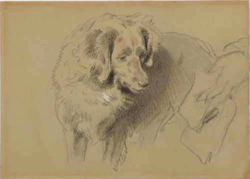 Study of a dog by Edwin Henry Landseer, drawing, 1820-1873