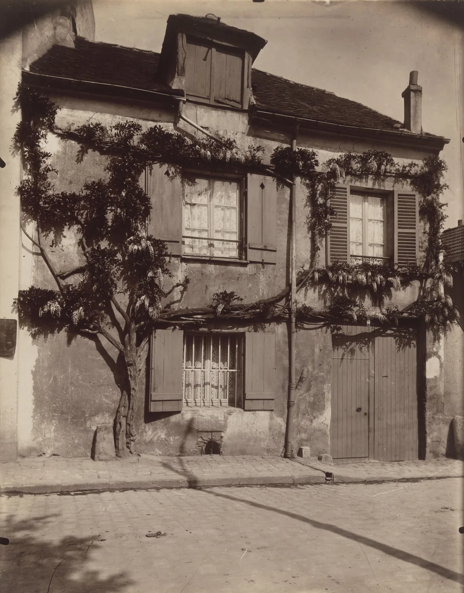 Glycine by Eugène Atget, photograph, 1900
