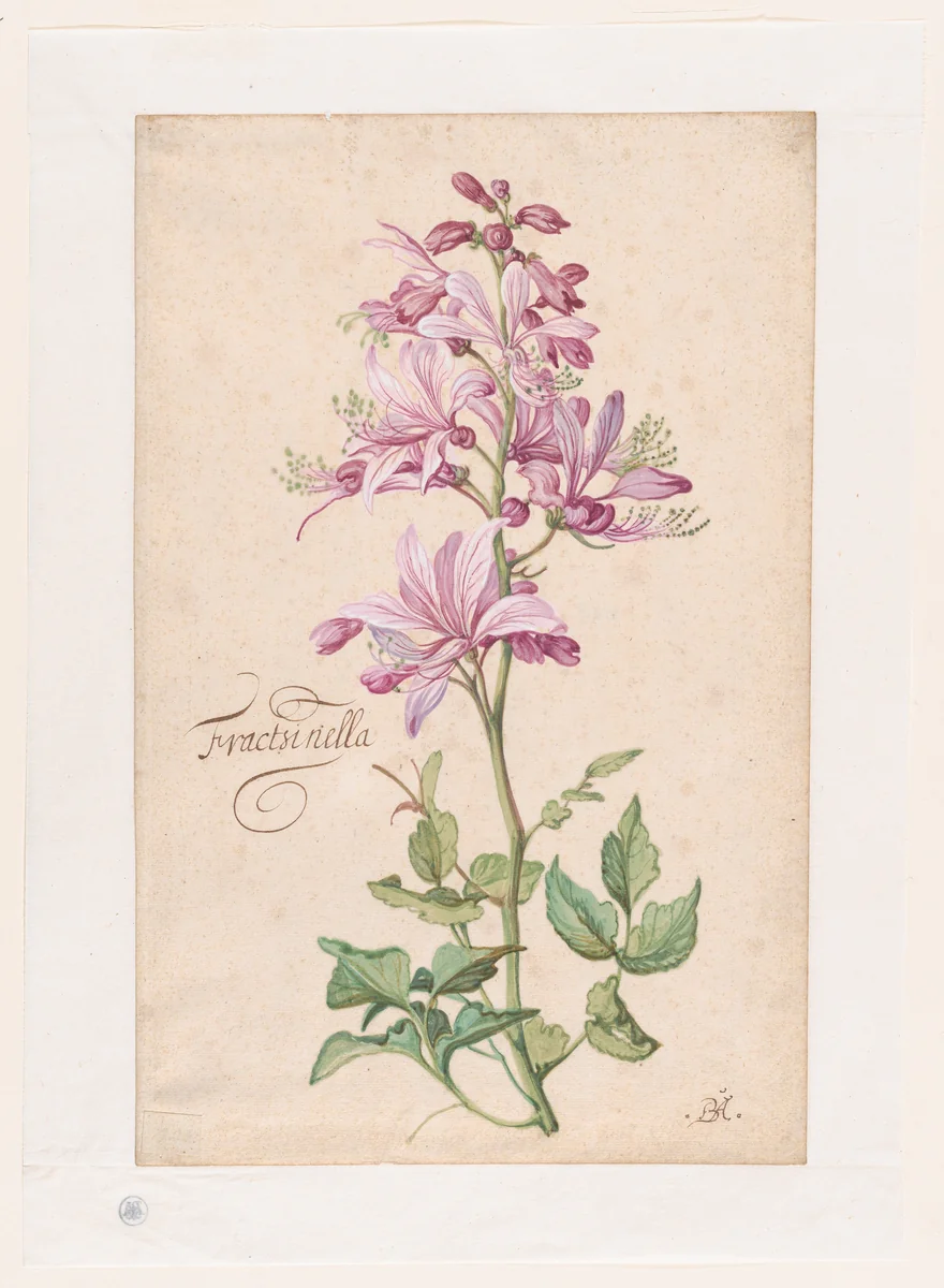 A Dictamnus by Balthasar van der Ast, drawing, 1613-1657