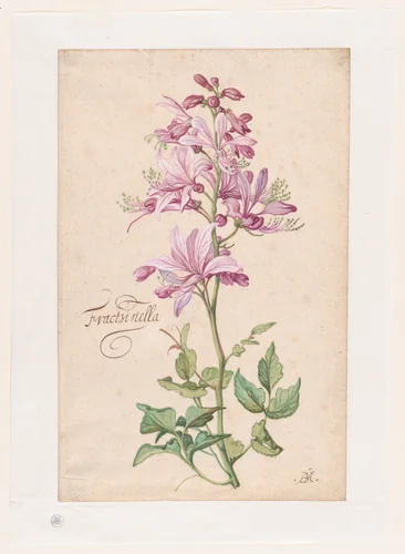 A Dictamnus by Balthasar van der Ast, drawing, 1613-1657