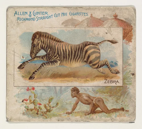 Zebra, from Quadrupeds series (N41) for Allen & Ginter Cigarettes by Allen & Ginter, print, 1890