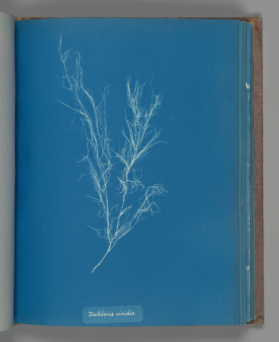 Dichloria viridis by Anna Atkins, photograph, 1851-1855