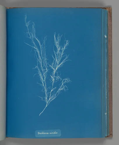 Dichloria viridis by Anna Atkins, photograph, 1851-1855