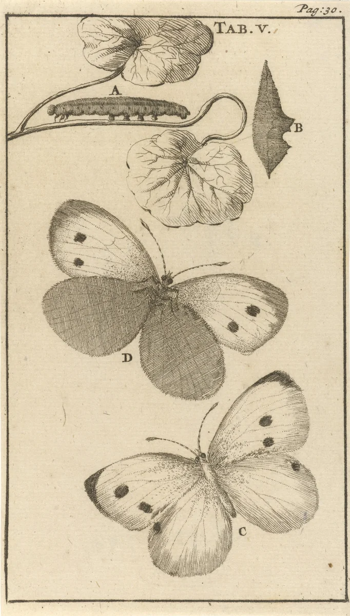 Rupsen, poppen en vlinders V by Jan Luyken, print, 1680