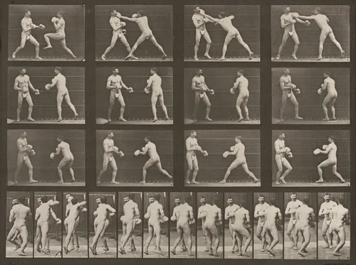 Plate Number 335. Boxing with gloves by Eadweard Muybridge, photograph, 1887
