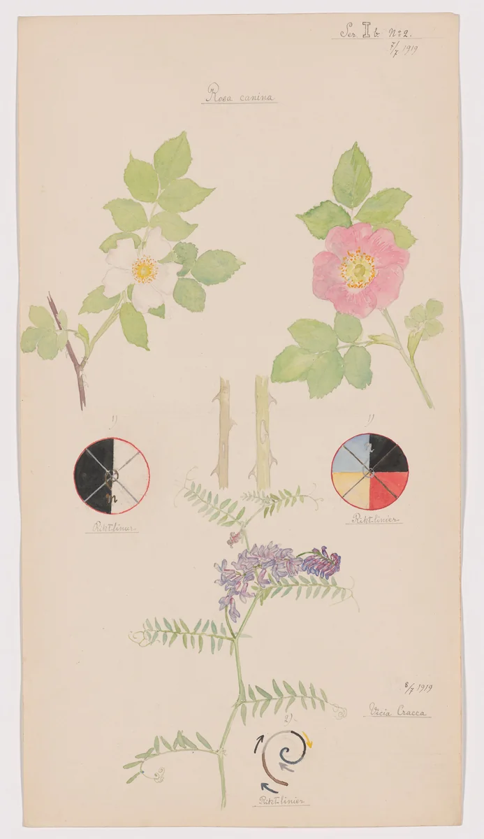 Rosa canina (Dog Rose), Rosa dumalis (Glaucous Dog Rose), Vicia cracca (Bird Vetch). Sheet 19 from the portfolio Nature Studies by Hilma af Klint, drawing, 1919