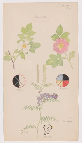 Rosa canina (Dog Rose), Rosa dumalis (Glaucous Dog Rose), Vicia cracca (Bird Vetch). Sheet 19 from the portfolio Nature Studies by Hilma af Klint, drawing, 1919