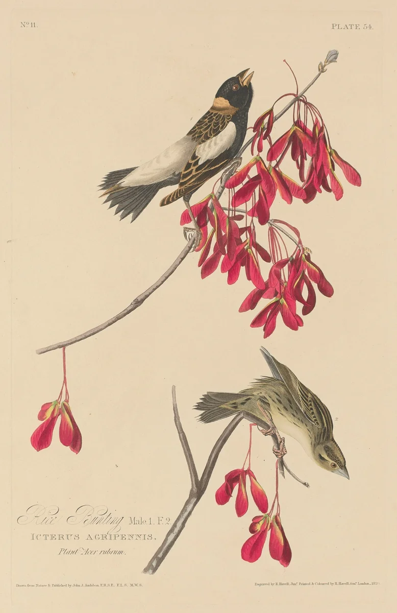 Rice Bunting by Robert Havell, Jr.; John James Audubon, print, 1829