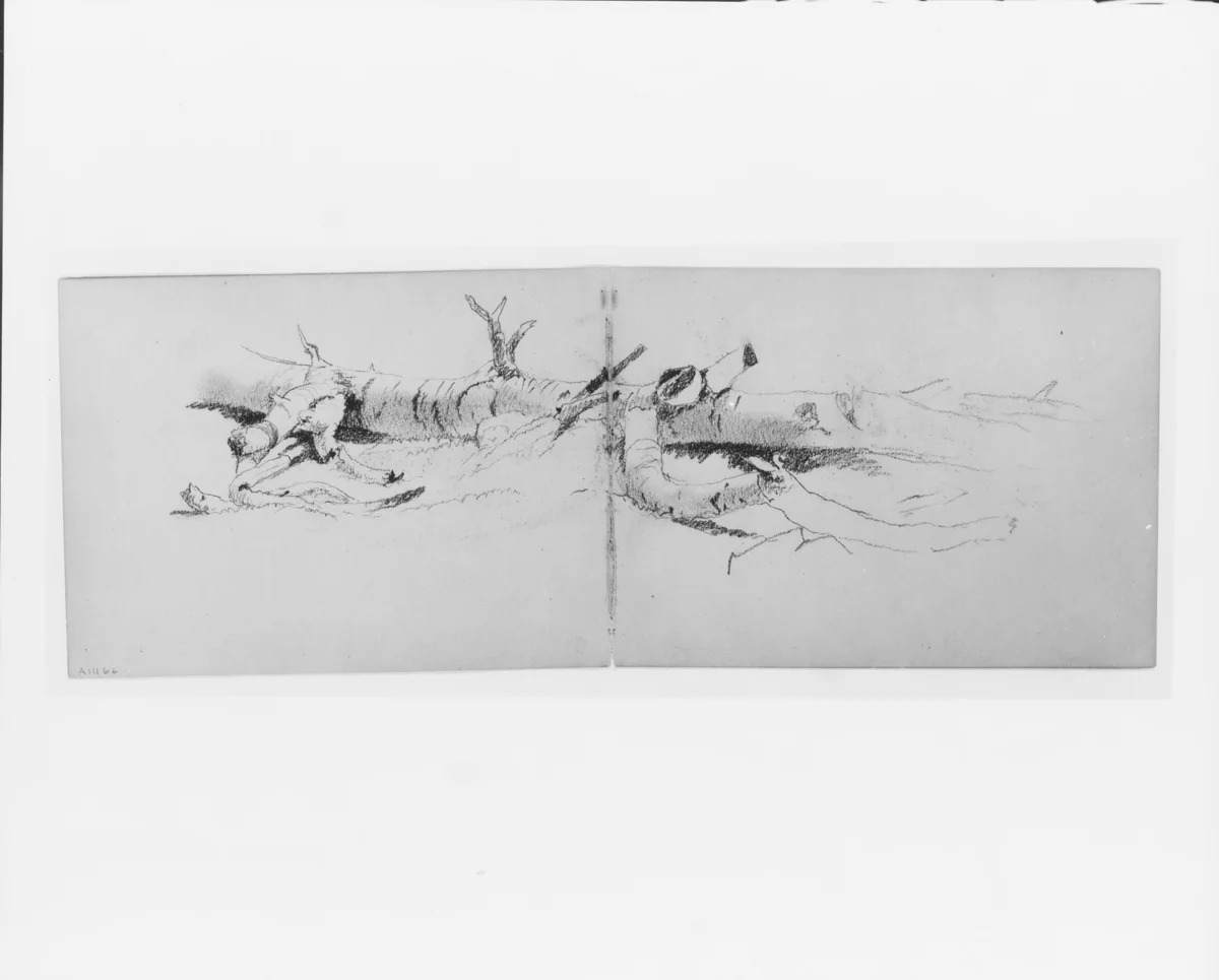 Study of a Fallen Tree (from sketchbook) by David Johnson, artwork, 1827-1908