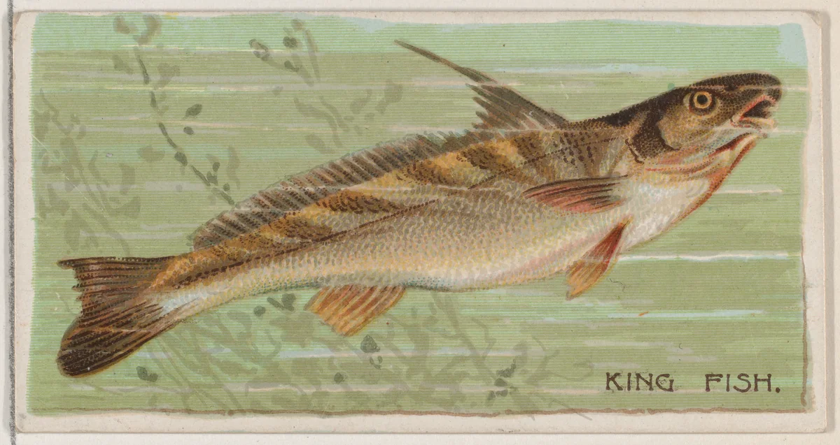 King Fish, from the series Fishers and Fish (N74) for Duke brand cigarettes by Knapp & Company, print, 1888