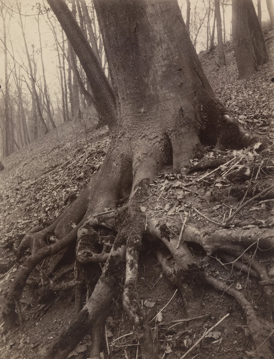 Saint-Cloud by Eugène Atget, photograph, 1924