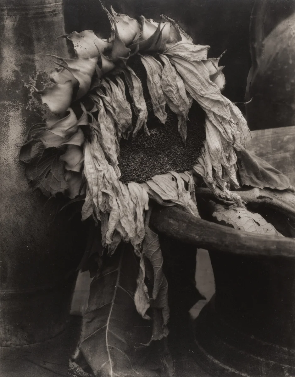 Sunflowers from Seed to Seed by Edward Steichen, photograph, 1920