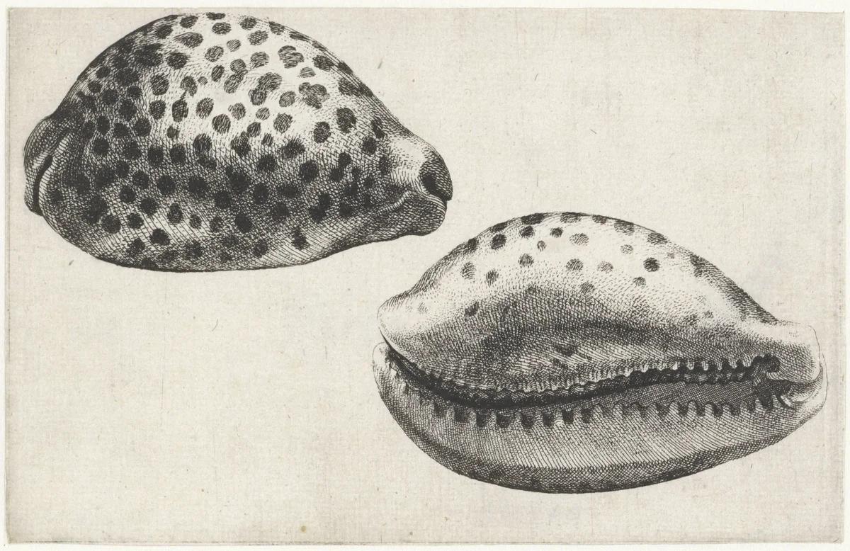Schelp, cypraea tigris by Wenceslaus Hollar, print, 1644-1652