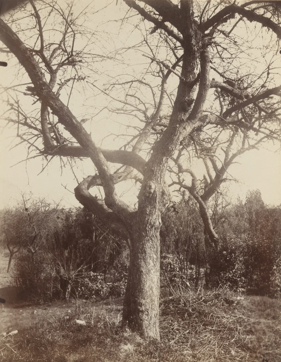 Pommier by Eugène Atget, photograph, 1919