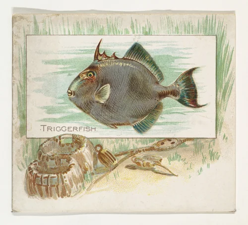 Triggerfish, from Fish from American Waters series (N39) for Allen & Ginter Cigarettes by Allen & Ginter, print, 1889