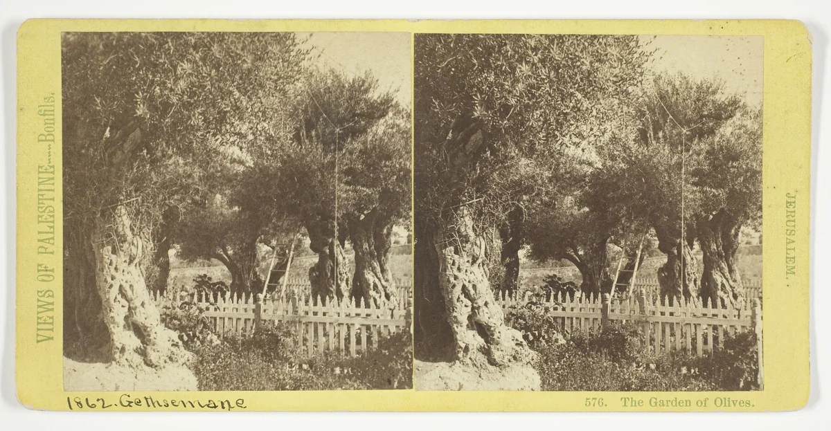 The Garden of Olives, Jerusalem, No. 576 from the series "Views of Palestine" by Félix Bonfils, photograph, 1860-1885