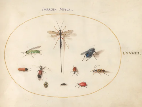 Plate 78: Ten Insects, Including a Blue Fly by Joris Hoefnagel, drawing, 1570-1599