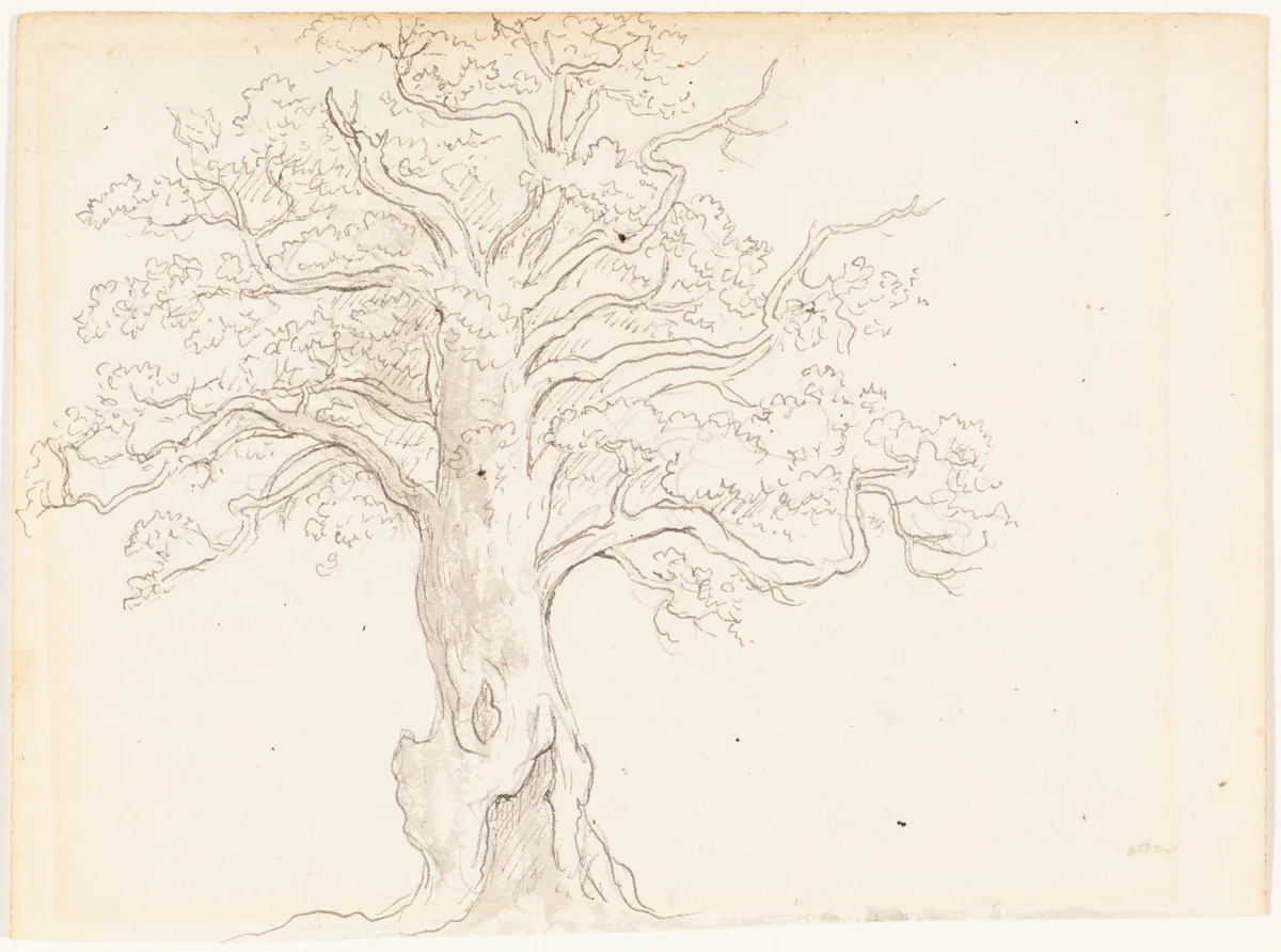 An Oak Tree by John Glover, drawing, 1795
