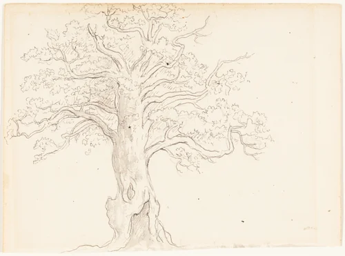 An Oak Tree by John Glover, drawing, 1795