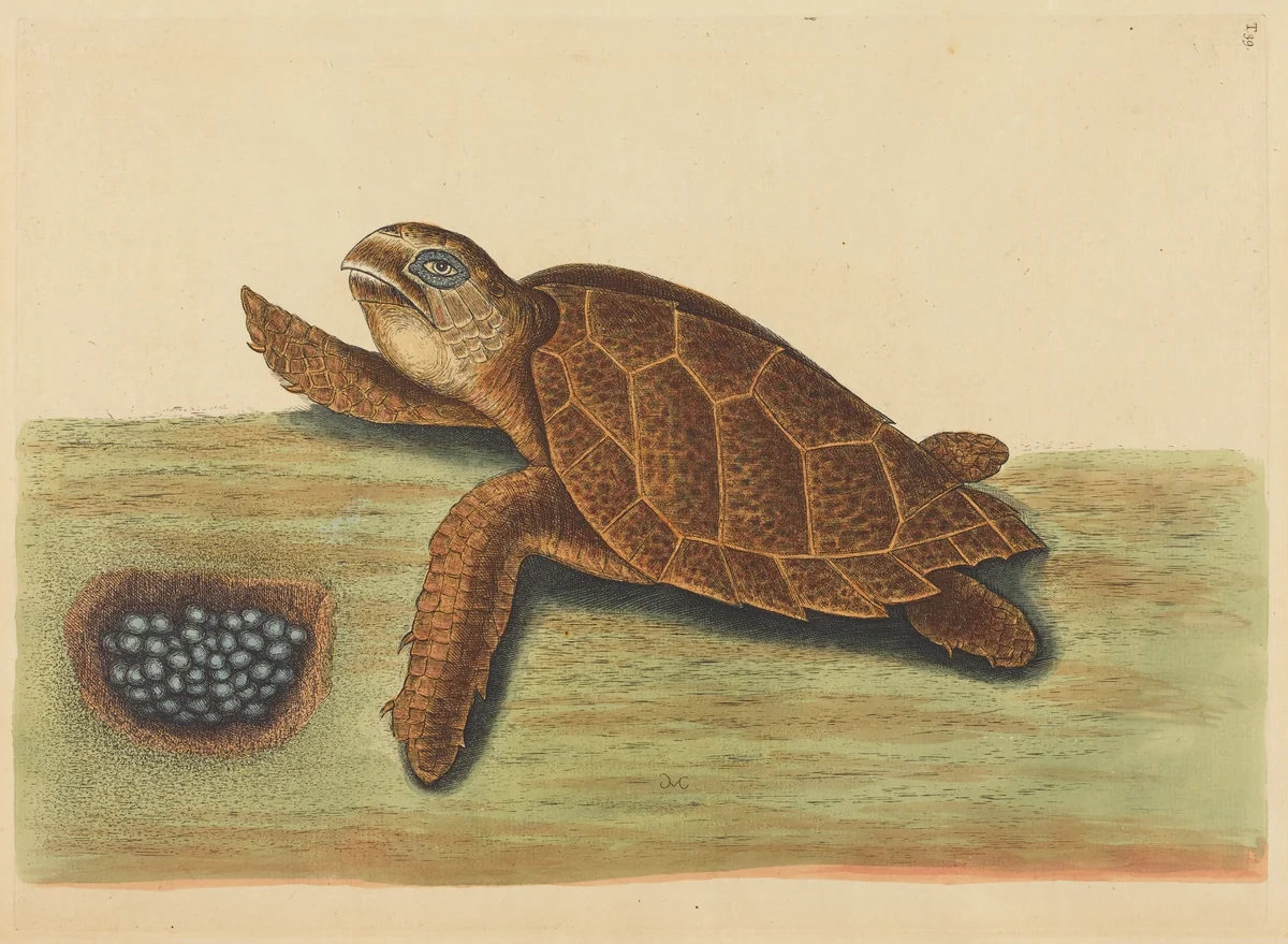 The Hawks-bill Turtle (Testudo caretta) by Mark Catesby, print, 1731-1743