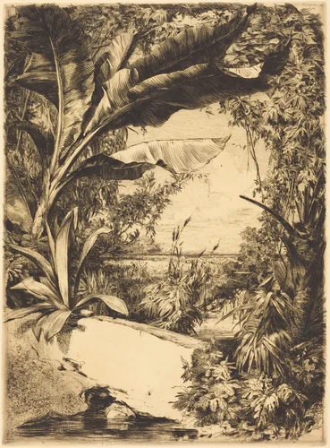 Plantes de Serre (Greenhouse or Aquatic Plants) by Jules Ferdinand Jacquemart, print, 1863