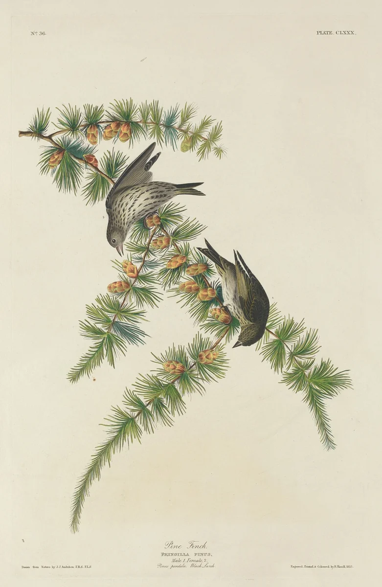 Pine Finch by Robert Havell, Jr.; John James Audubon, print, 1833
