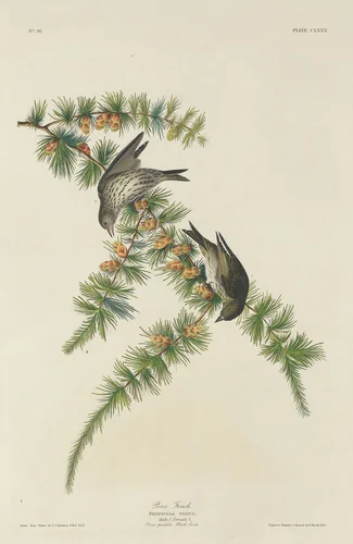 Pine Finch by Robert Havell, Jr.; John James Audubon, print, 1833