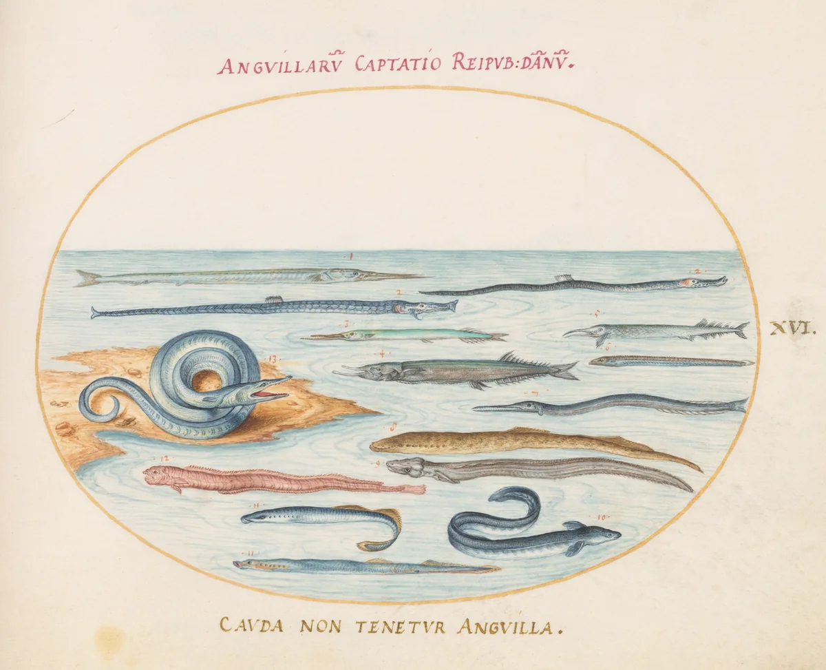 Plate 16: Eels, Pipefish, and Needlefish by Joris Hoefnagel, drawing, 1570-1599