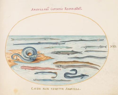 Plate 16: Eels, Pipefish, and Needlefish by Joris Hoefnagel, drawing, 1570-1599