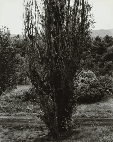 Poplar—Lake George by Alfred Stieglitz, photograph, 1936