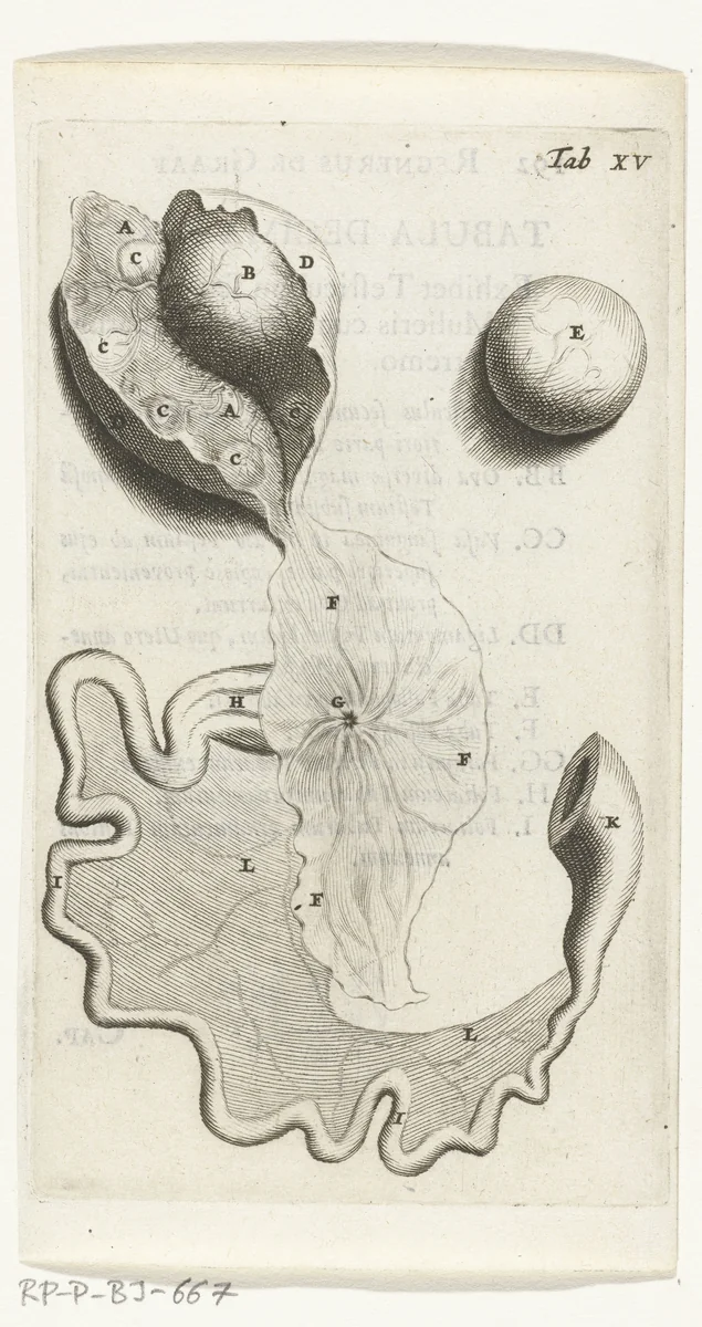 Prenten van de vrouwelijke organen by Hendrik Bary, print, 1672
