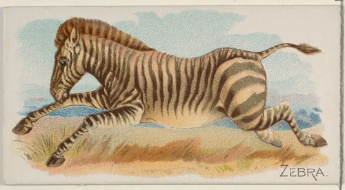 Zebra, from the Quadrupeds series (N21) for Allen & Ginter Cigarettes by Allen & Ginter, print, 1890